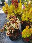 4) Barberry Bushes