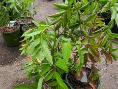 3) Bob Gordon Elderberry