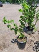 Jostaberry Plant