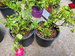 2) Rose Bush