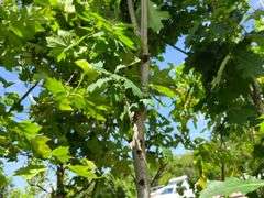Northern Red Oak