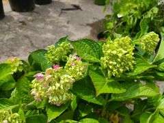 2) Hydrangea