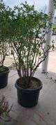 Bluecrop Blueberry Tree