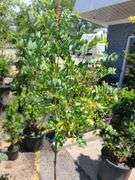 Black Locust