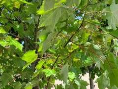 Sycamore Tree