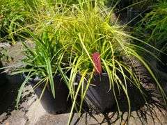 4) Japanese Sedge Eversheen