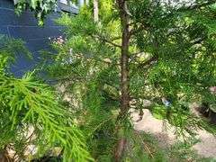 2) Leyland Cypress