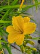 6) Daylily