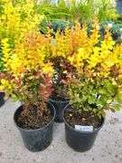 3) Orange Torch Barberry