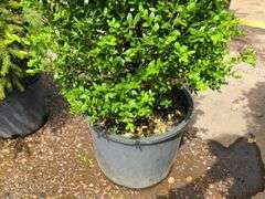Bush