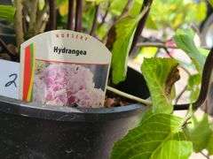 2) Hydrangea