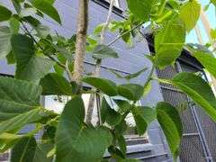 Linden Tree