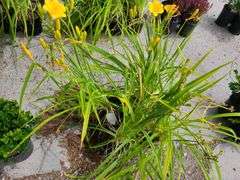 4) Daylily