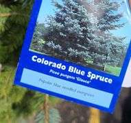 Colorado Blue Spruce