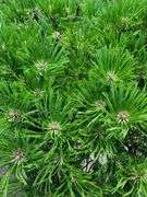 Mugo Pom-Pom Pine