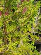 Cedar