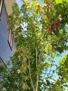 London Planetree