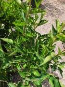4) Miss Kim Lilac Plants