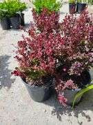 4) Japanese Barberry