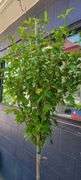 Hibiscus Rose of Sharon Tree