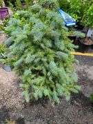 Colorado Blue Spruce