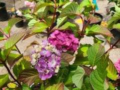 Hydrangea