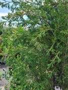 Cedar Tree