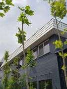 London Plane Tree