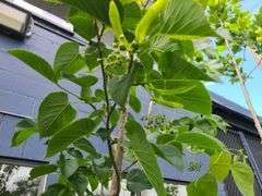 Linden Tree