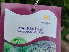 2) Miss Kilm Lilacs, Emerald Green Arborvitae