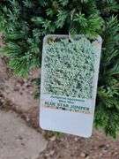 8) Blue Star Juniper