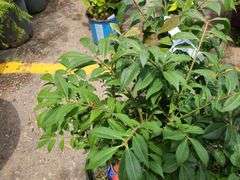 3) Burning Bush Euonymus