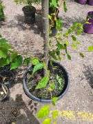 Green Vase Zelkova