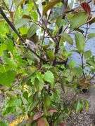 European White Birch, Flowering Crabapple