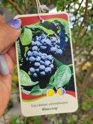 Bluecrop Blueberry Tree