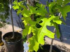 Oak Tree