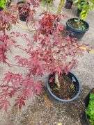 Japanese Maple