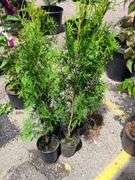 4) Green Giant Arborvitaes