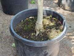 Northern Red Oak