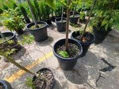 Bald Cypress
