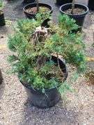 Juniperus Hor Blue Chip, Marmalade Pontenilla