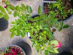 2) Rose Bush