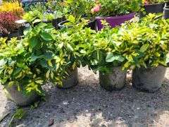 4) Moonshadow Euonymus Shrubs