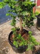 Slender Hinoki False Cypress