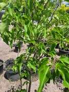 Pyrus Calleryana
