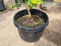 Hinoki Cypress