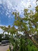 Green Upright Japanese Maple