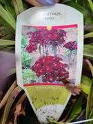2) Dianthus Sooty