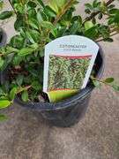 2) Cotoneaster Coral Beauty