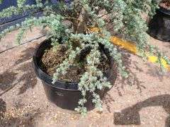 Blue Atlas Cedar